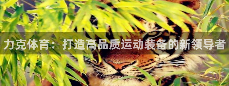 3377体育是正规的吗：力克体育：打造高品质运动装备的新领导者